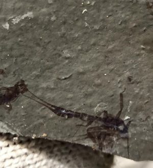 Вымерший парк юрского периода: остатки древних существ нашли под Новокузнецком