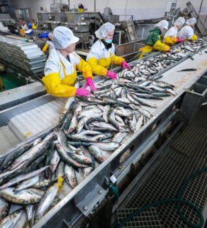 6 тысяч тонн сельди обработано студенческими путинными отрядами в Сахалинской области