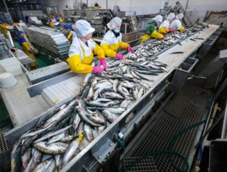 6 тысяч тонн сельди обработано студенческими путинными отрядами в Сахалинской области