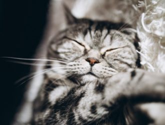Ученые: мемы с котиками укрепляют дружеские связи