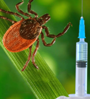 Почти 24,5 тысячи кузбассовцев пострадали от укусов клещей с начала сезона