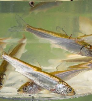 УК «Кузбассразрезуголь» выпустила больше 12 тыс. мальков краснокнижной нельмы в реки Сибири