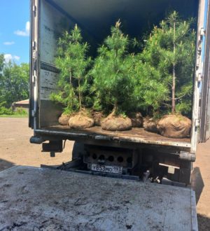 Кузбасские кедры посадят в памятной аллее в Бресте