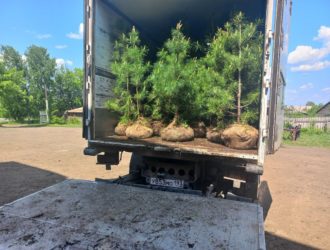 Кузбасские кедры посадят в памятной аллее в Бресте