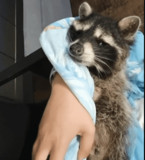 Выброшенного из дома пожилого енота пытаются спасти в Кемерове