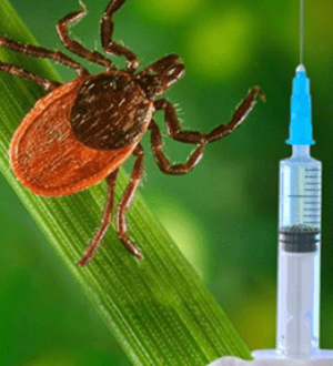 Клещи за неделю атаковали более 250 жителей Кузбасса