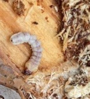 В Яшкинском округе ввели карантин из-за лесного вредителя