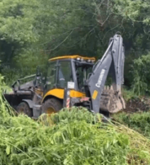 В Осинниках полицейские уничтожили 2 гектара конопли