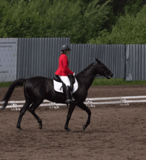 Наездники Кузбасса демонстрируют свое мастерство на чемпионате и первенстве региона по конному спорту