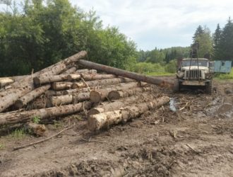 Под суд: новокузнечанин незаконно организовал вырубку леса на 4,5 млн рублей