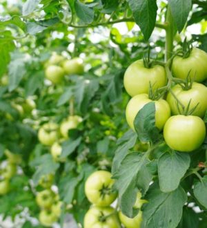 В Калтане планируют расширять овощное производство