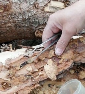 В Тисульском районе пресекли хранение дерева, зараженного вредителем