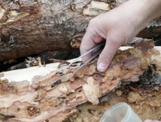 В Тисульском районе пресекли хранение дерева, зараженного вредителем