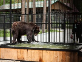В зоопарке «Томской Писаницы» у медведей появился новый дом