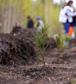 В Кузбассе полностью выполнили план по восстановлению лесов