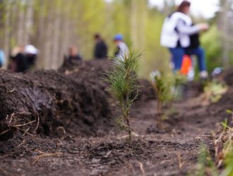 В Кузбассе полностью выполнили план по восстановлению лесов