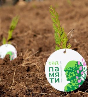 Кемеровская область вошла в число лидеров акции «Сад Памяти»