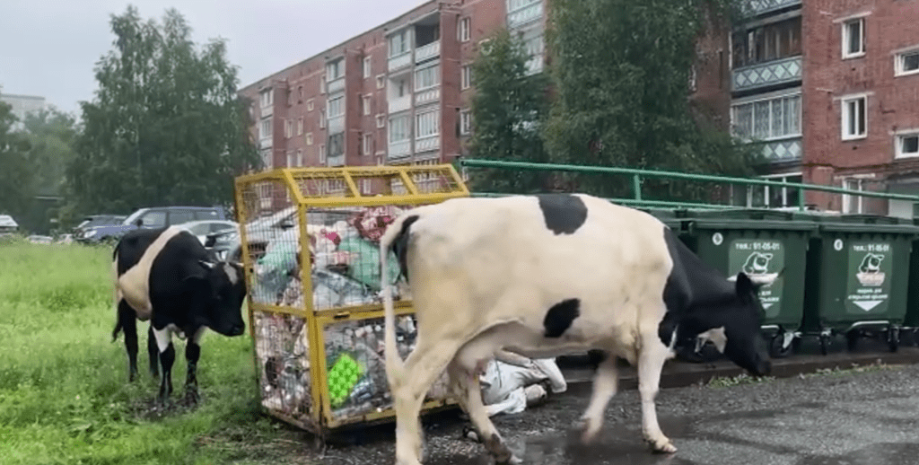 «Нет коровам на газонах!»: в Таштаголе усилили борьбу с «диким» выпасом