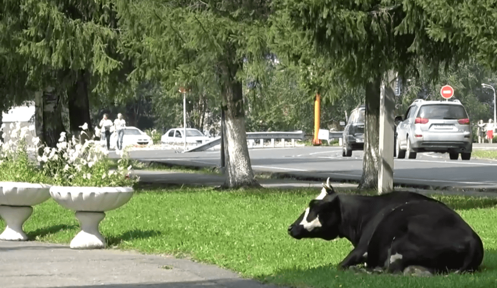 «Нет коровам на газонах!»: в Таштаголе усилили борьбу с «диким» выпасом
