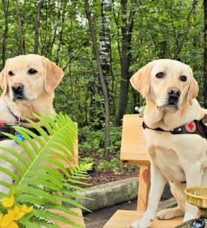 «Хвостатые старты» пройдут в столице Кузбасса
