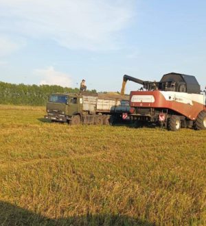 В Кузбассе выросла урожайность зерновых и зернобобовых культур