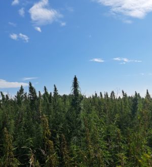 Поляны дикой конопли обнаружили на сельхозугодьях в Кузбассе