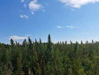 Поляны дикой конопли обнаружили на сельхозугодьях в Кузбассе