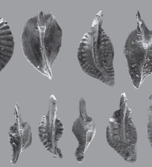 В Кемеровской области найден новый вид древнего морского существа