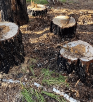 В Кузбассе выберут лучшего лесоруба