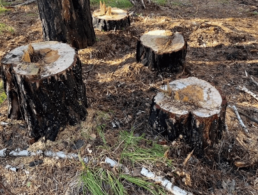 Из Кузбасса за месяц вывезли свыше 7,5 тысяч кубометров леса