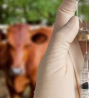 Более 40 кузбасских селян отказались прививать свой скот