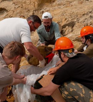 Новые кости динозавров нашли в Кузбассе