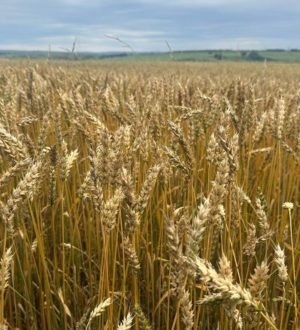 В Новокузнецком округе на днях стартует уборка зерновых