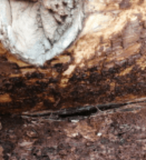 Опасного вредителя нашли на пилораме в Тисульском округе