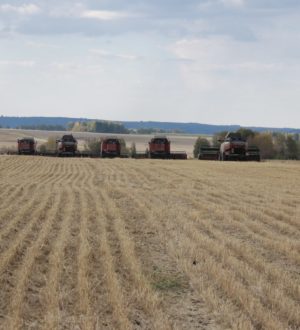 Кузбасские аграрии завершили уборочную кампанию более чем наполовину