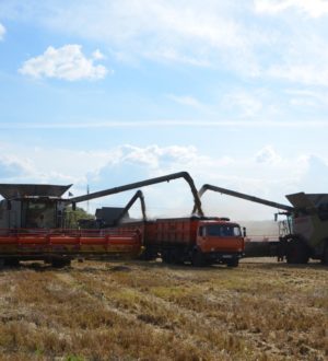 С полей Кузбасса уже собрали более 1,1 млн тонн зерна