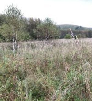 Фермера обязали заняться запущенным сельхозучастком в Прокопьевском округе