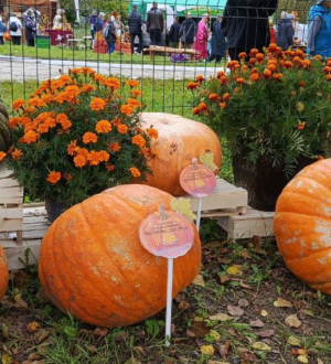 В Яшкинском районе прошел фестиваль-конкурс «Пачинская тыква»