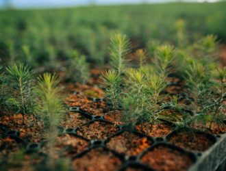 Питомник для выращивания хвойных саженцев создан в Кемеровской области при поддержке «Кузбассразрезугля»