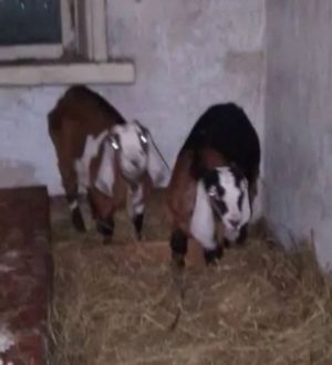 Прокопчанин украл у тещи нубийских длинноухих коз ради выпивки