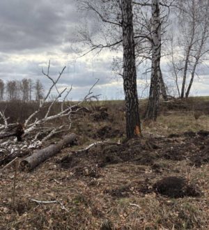 В Юрге в незаконной рубке берез подозревают фермера