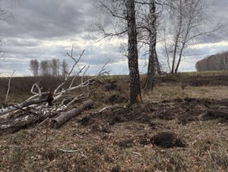 В Юрге в незаконной рубке берез подозревают фермера