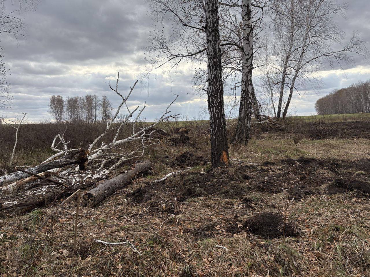 В Юрге в незаконной рубке берез подозревают фермера