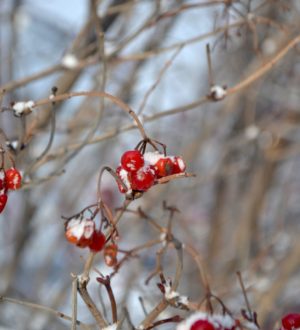 От -13 до +15: синоптики рассказали о погоде в Кузбассе на выходных