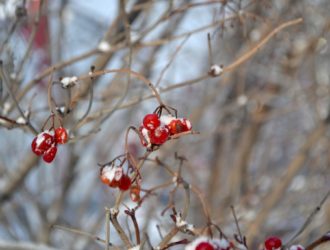 От -13 до +15: синоптики рассказали о погоде в Кузбассе на выходных