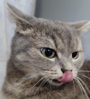 Домашних кошек нельзя кормить едой со стола»: ветеринар рассказал о последствиях