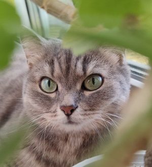 С начала года кузбассовцы перевезли 70 питомцев за рубеж