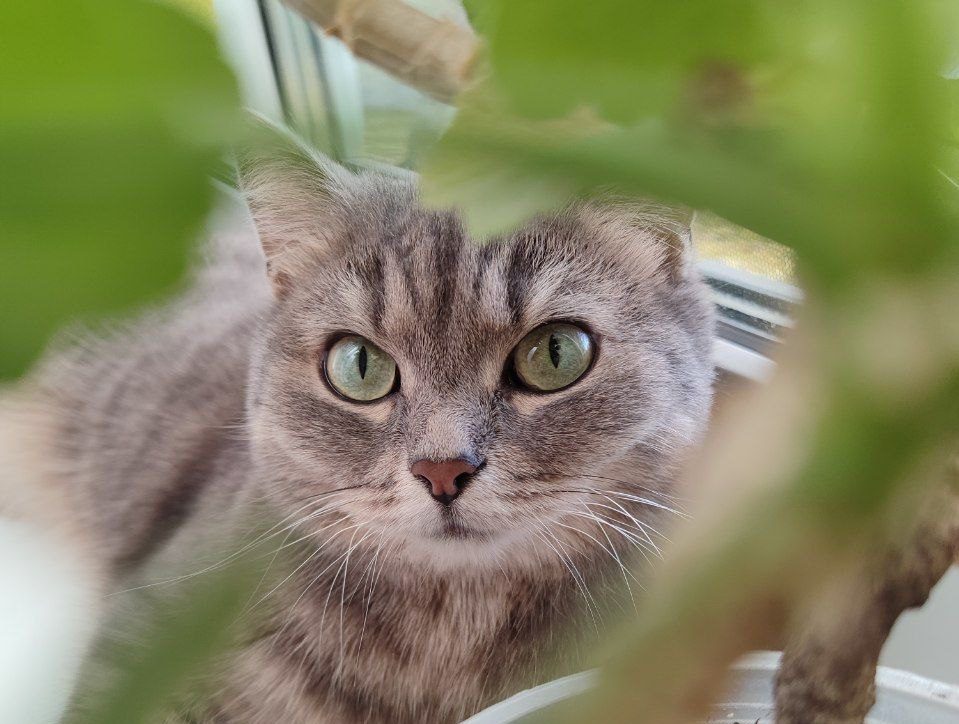 С начала года кузбассовцы перевезли 70 питомцев за рубеж