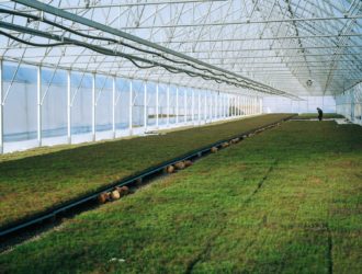 В Крапивинском округе создали питомник для выращивания саженцев с закрытой корневой системой