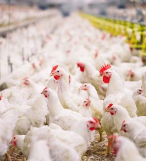 Кузбасская птицефабрика увеличила производительность благодаря нацпроекту